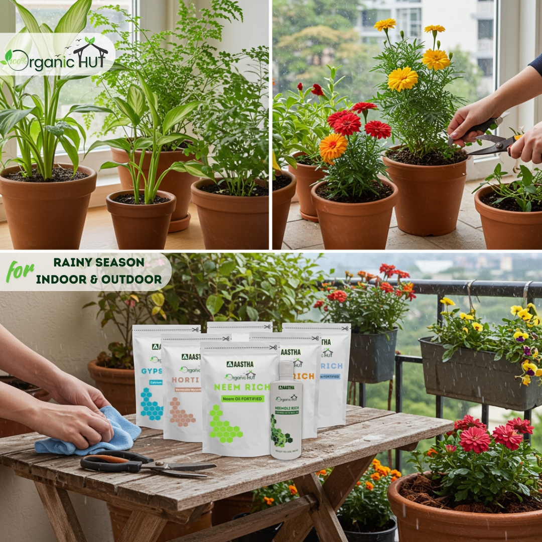 Plant Care for Raining Season 